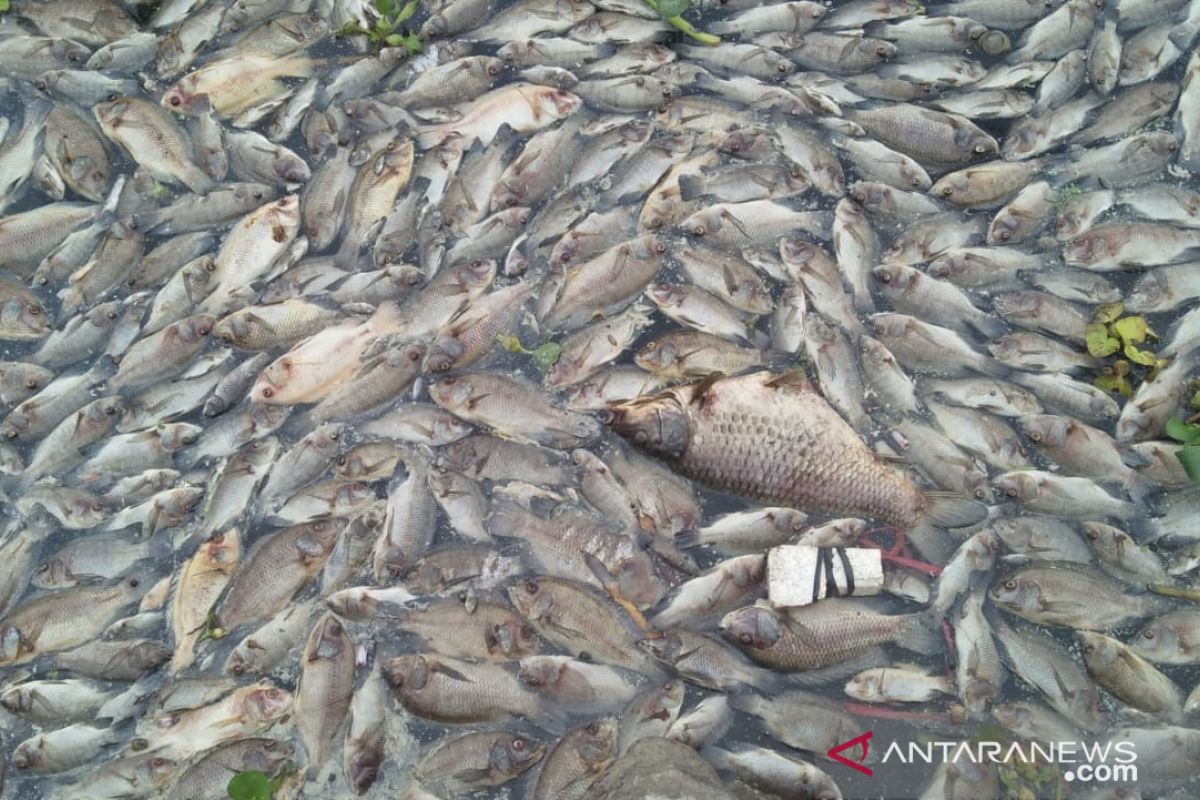 Harga ikan di Agam turun pascakematian ikan keramba di Danau Maninjau