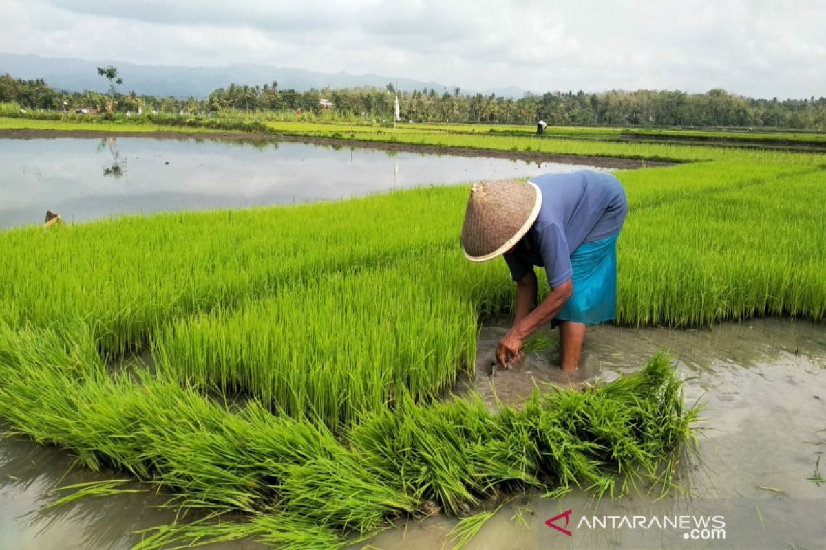 Kulon Progo mengintensifkan pendampingan penanaman padi organik