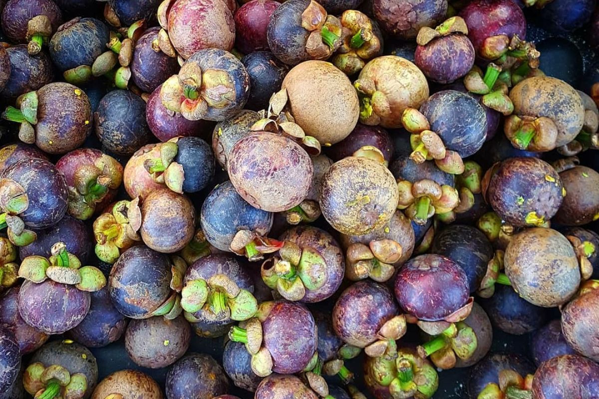 Manggis jadi buah unggulan di Purwakarta