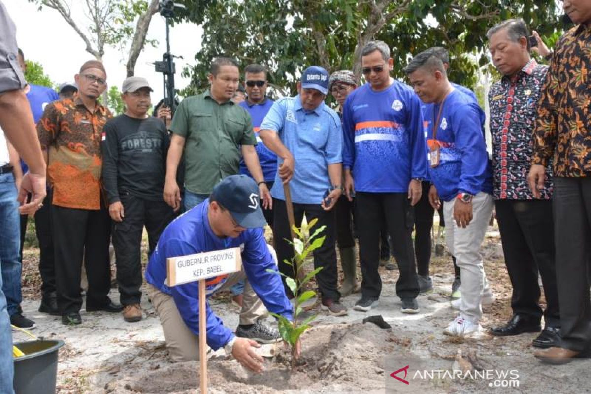 Gubernur Babel tanam Mangrove dan Jambu Mete