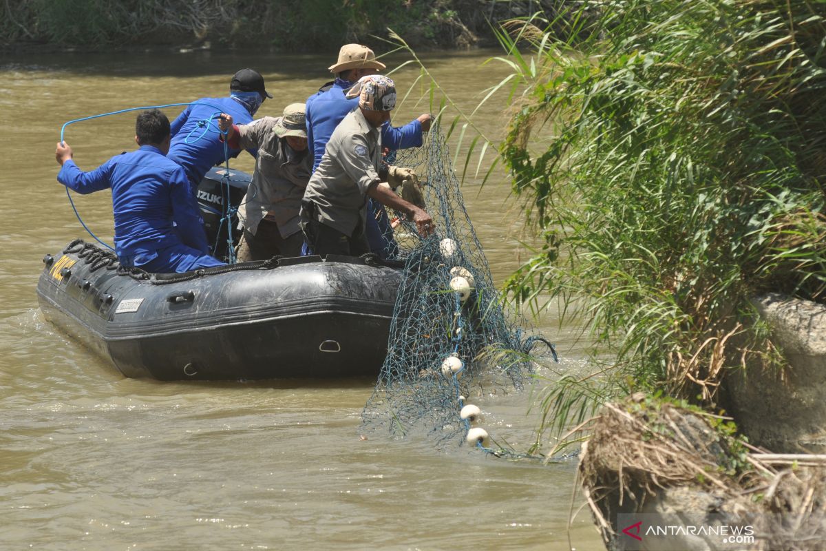 Buaya berkalung ban belum berhasil dievakuasi