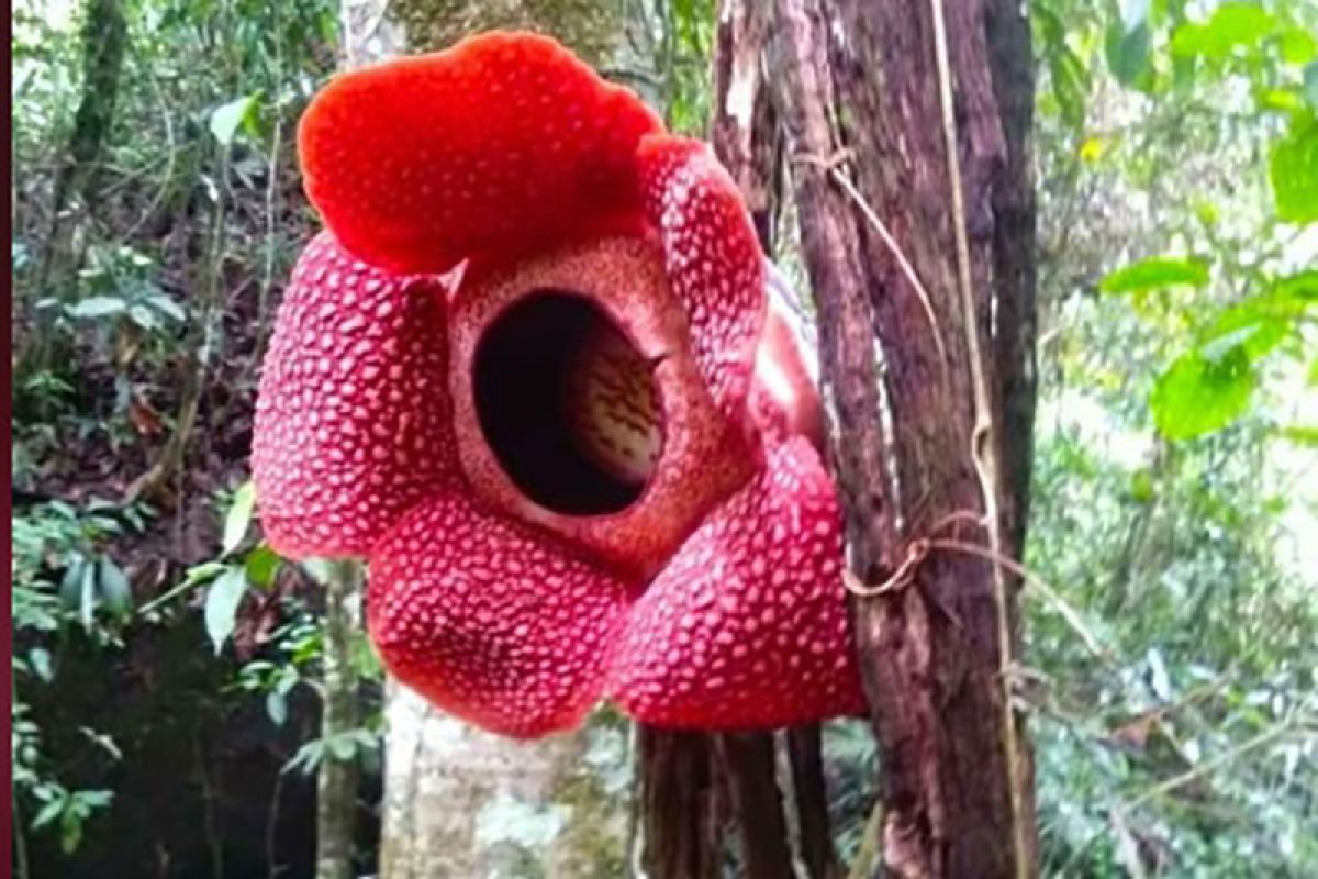 Rafflesia mekar menggantung di pohon di Kaur