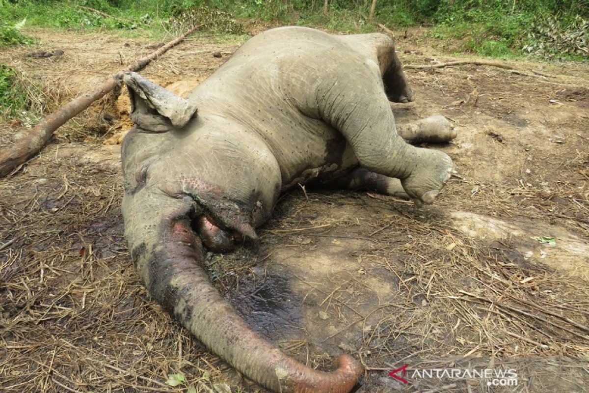 Gajah sumatera mati di hutan konsesi di Riau