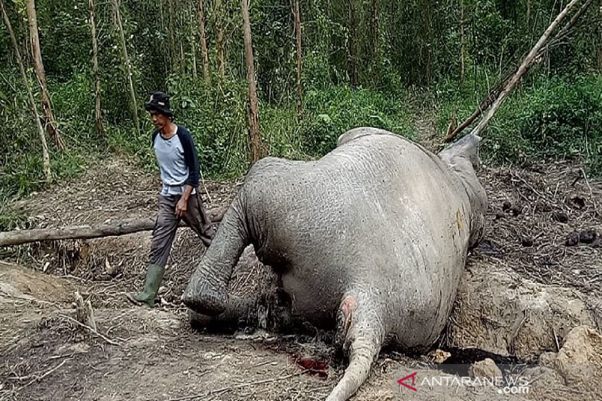 BBKSDA Riau kirim dua tim untuk selidiki gajah mati di Bengkalis