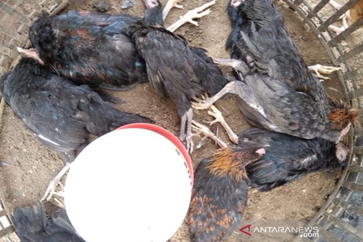 Kasus flu burung kembali ditemukan di Palembang