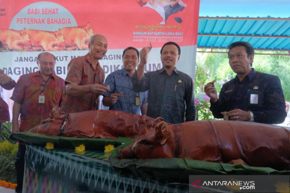 Sekda Bali: banyak babi mati belum pasti akibat demam ASF