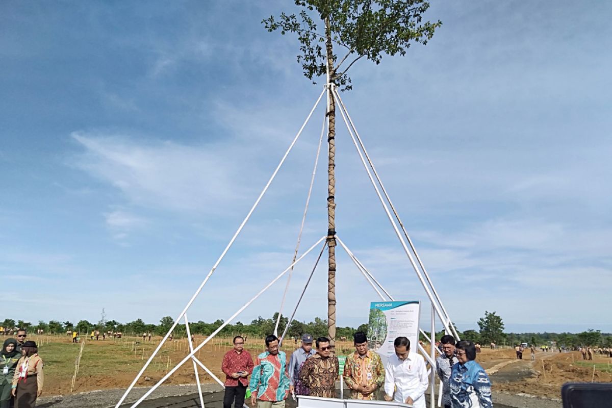 HPN 2020: hutan pers, Presiden Jokowi tanam pohon Marsawa berusia 16 tahun