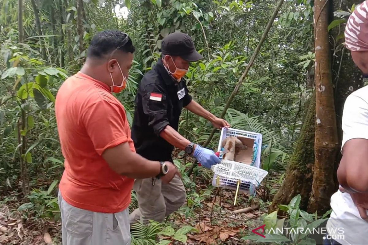 Aktivis penyelamatan satwa lepasliarkan Kukang Jawa