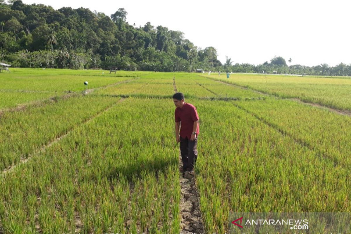 Kekeringan, 110 hektare padi di Aceh Jaya gagal tanam