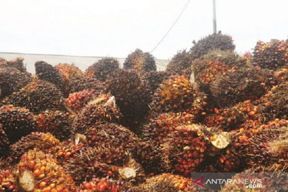 Virus corona masih pengaruhi turunnya harga sawit Riau