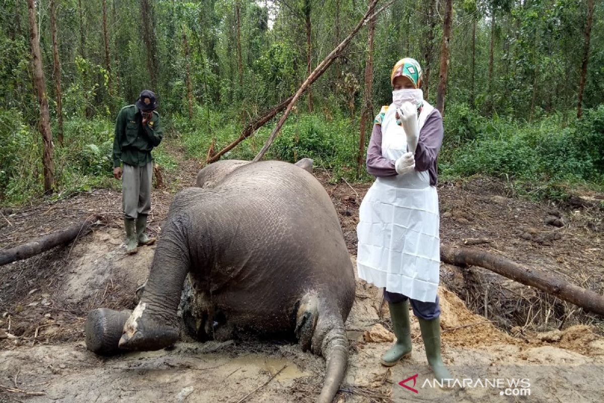 Bayi gajah sumatera mati di PLG Riau