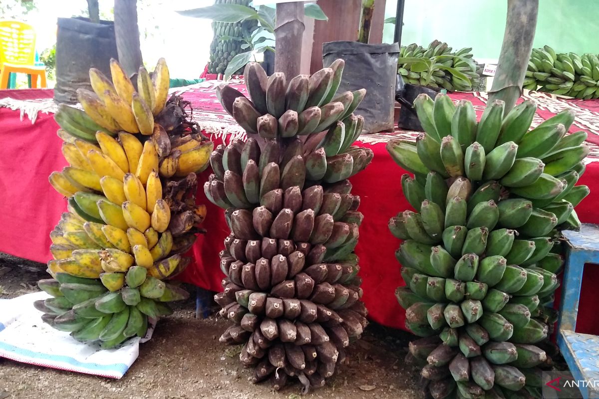 Kepok Tanjung,  pisang tanpa jantung yang bawa untung