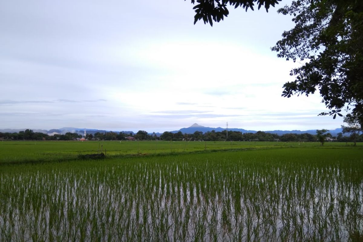 Hujan ringan mulai rendam areal sawah di Kabupaten Maros