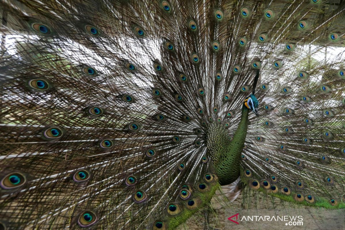 Burung Merak Gurun Putih Lestari