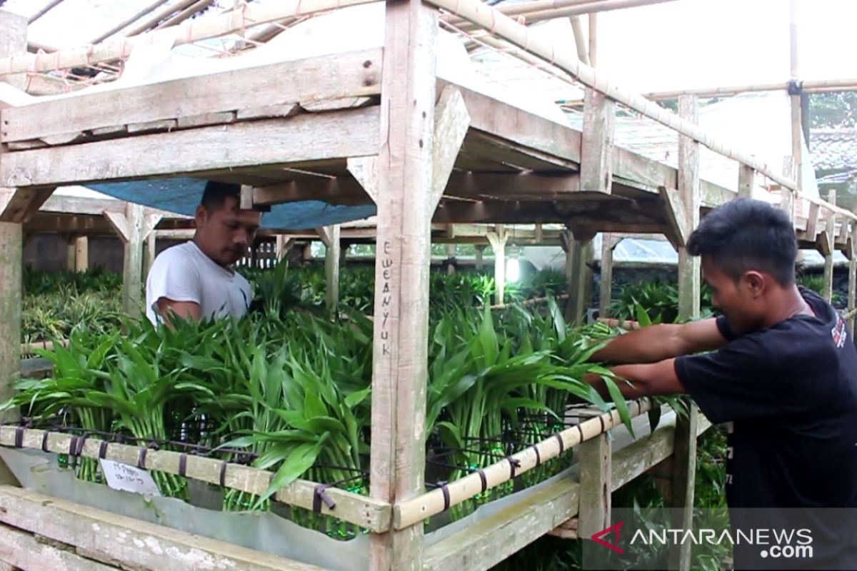 Tiga negara ini jadi pelanggan terbesar ekspor bunga dracaena dari Sukabumi