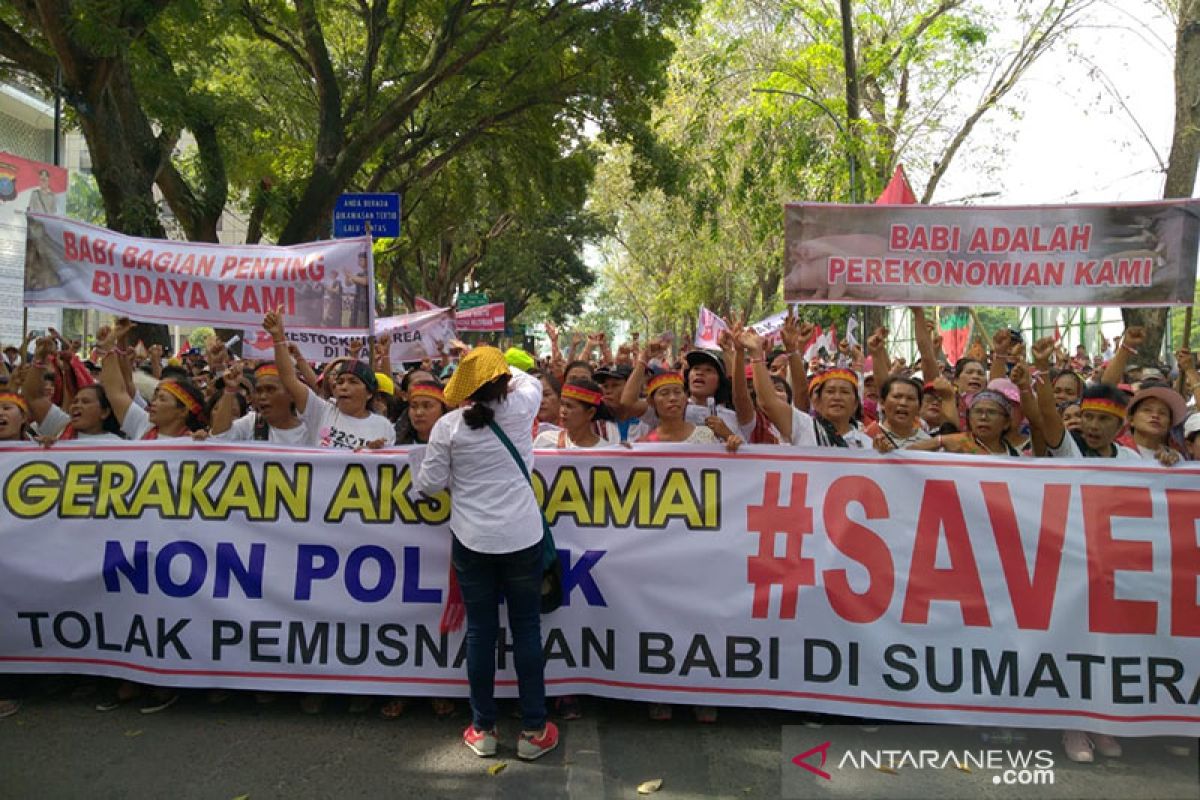 Ribuan orang demo di DPRD Sumut, tolak pemusnahan babi