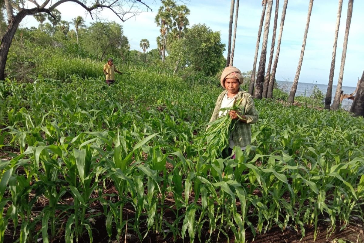 Petani Flores Timur sebut produksi panen jagung anjlok akibat ulat grayak