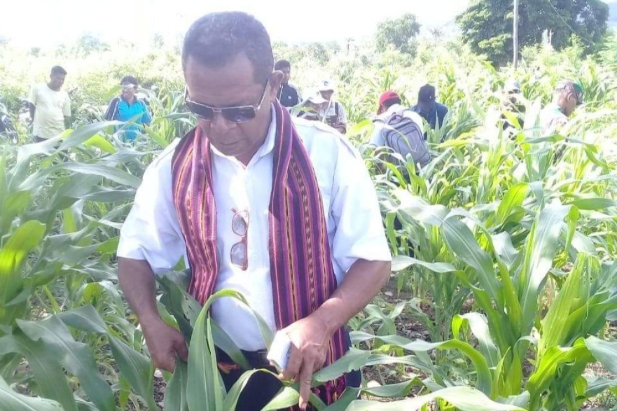 Pemkab Flores Timur minta bantuan Pusat atasi serangan ulat grayak