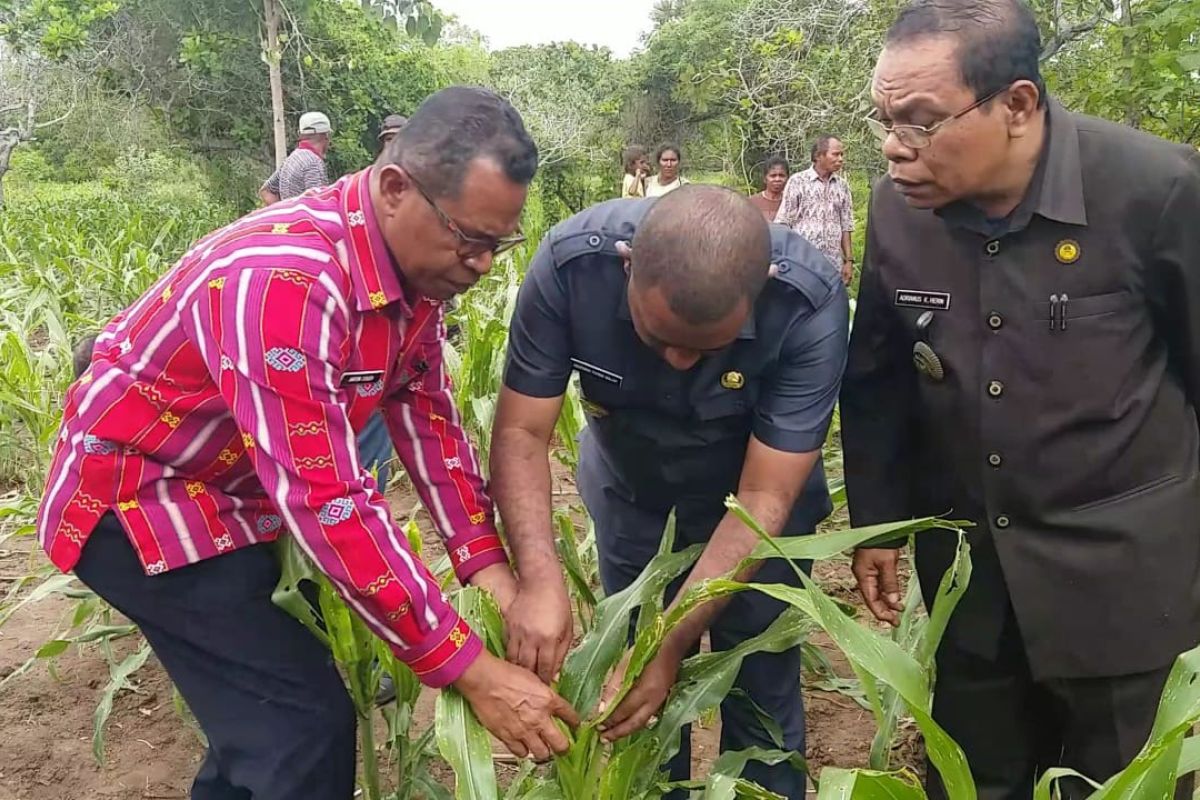 Flores Timur berstatus KLB hama ulat 