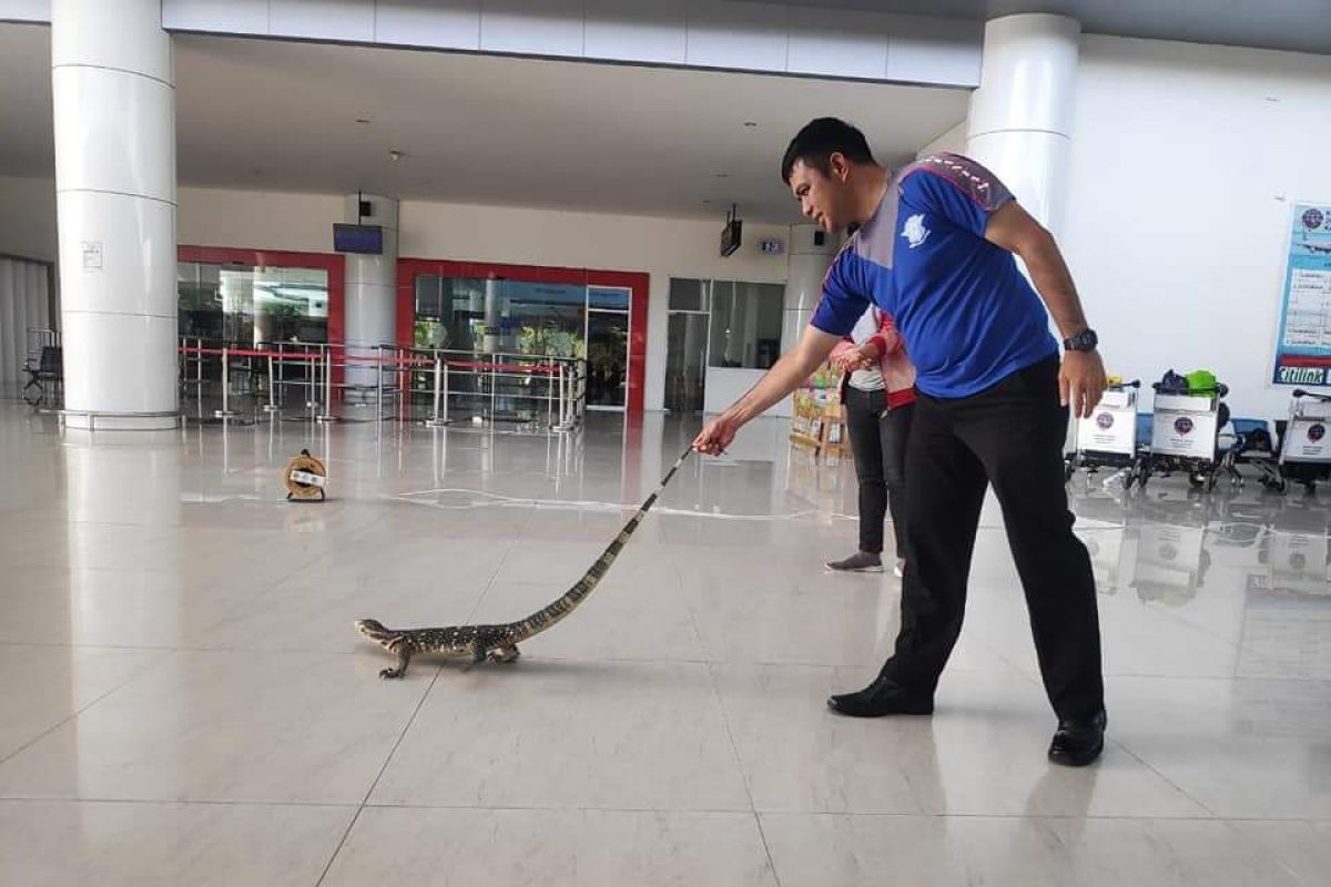 Polisi tangkap biawak yang masuk Bandara Djalaludin Gorontalo