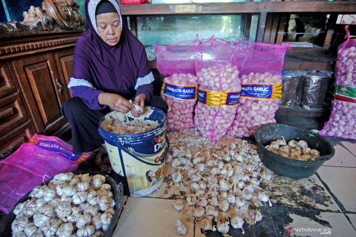 Impor bawang putih China, Asosiasi khawatir harga masih sulit ditekan
