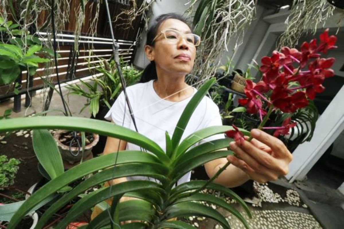 Budidaya Anggrek Hutan