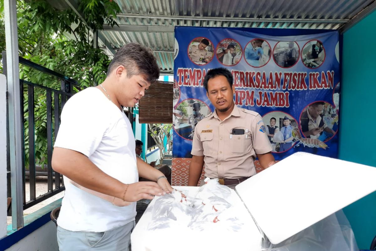 Pengiriman ikan hias di Jambi turun 50 persen