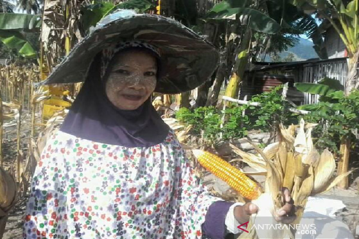 Sigi targetkan jadi sentra produksi agung di Sulawesi Tengah