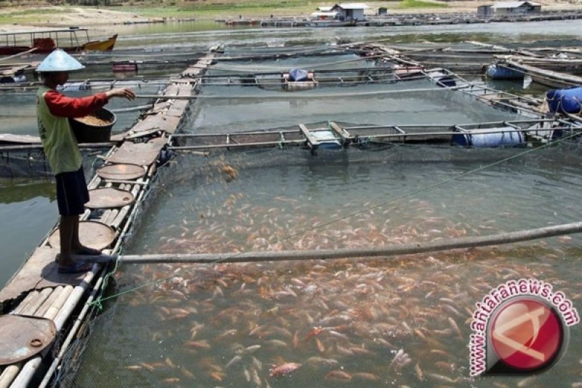 Pembudidaya ikan di Kulon Progo kesulitan memasarkan hasil panen