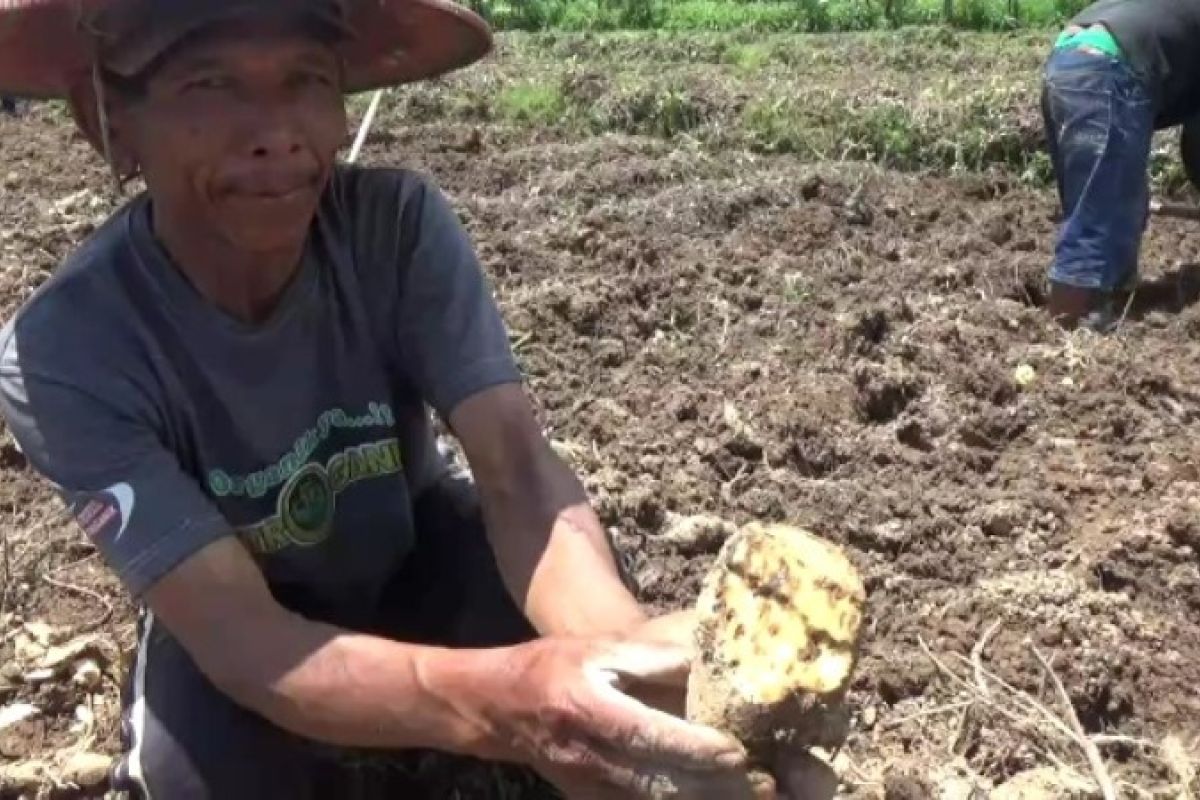 Hama boleng serang puluhan hektare tanaman ubi jalar di Magetan
