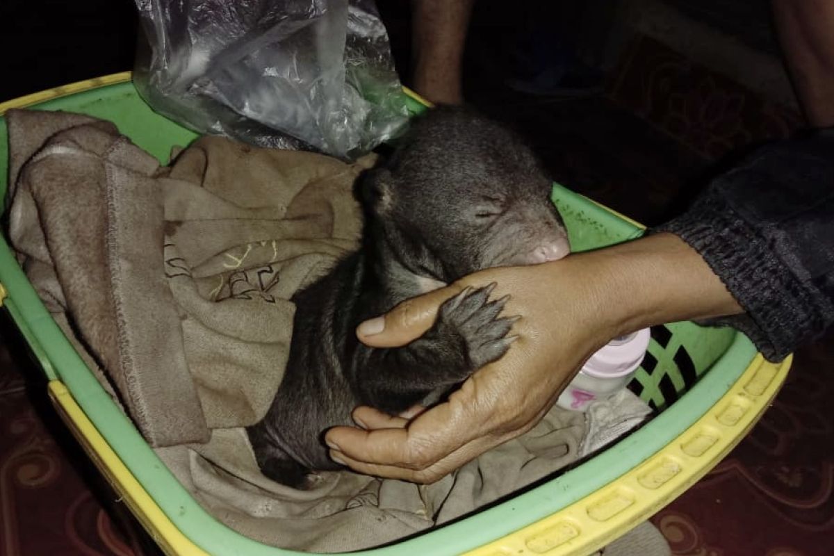 KPH Tabalong evacuates a rare baby sun bear