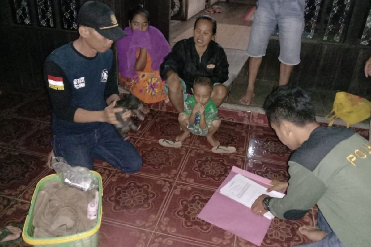 KPH Tabalong evakuasi satwa langka Beruang Madu