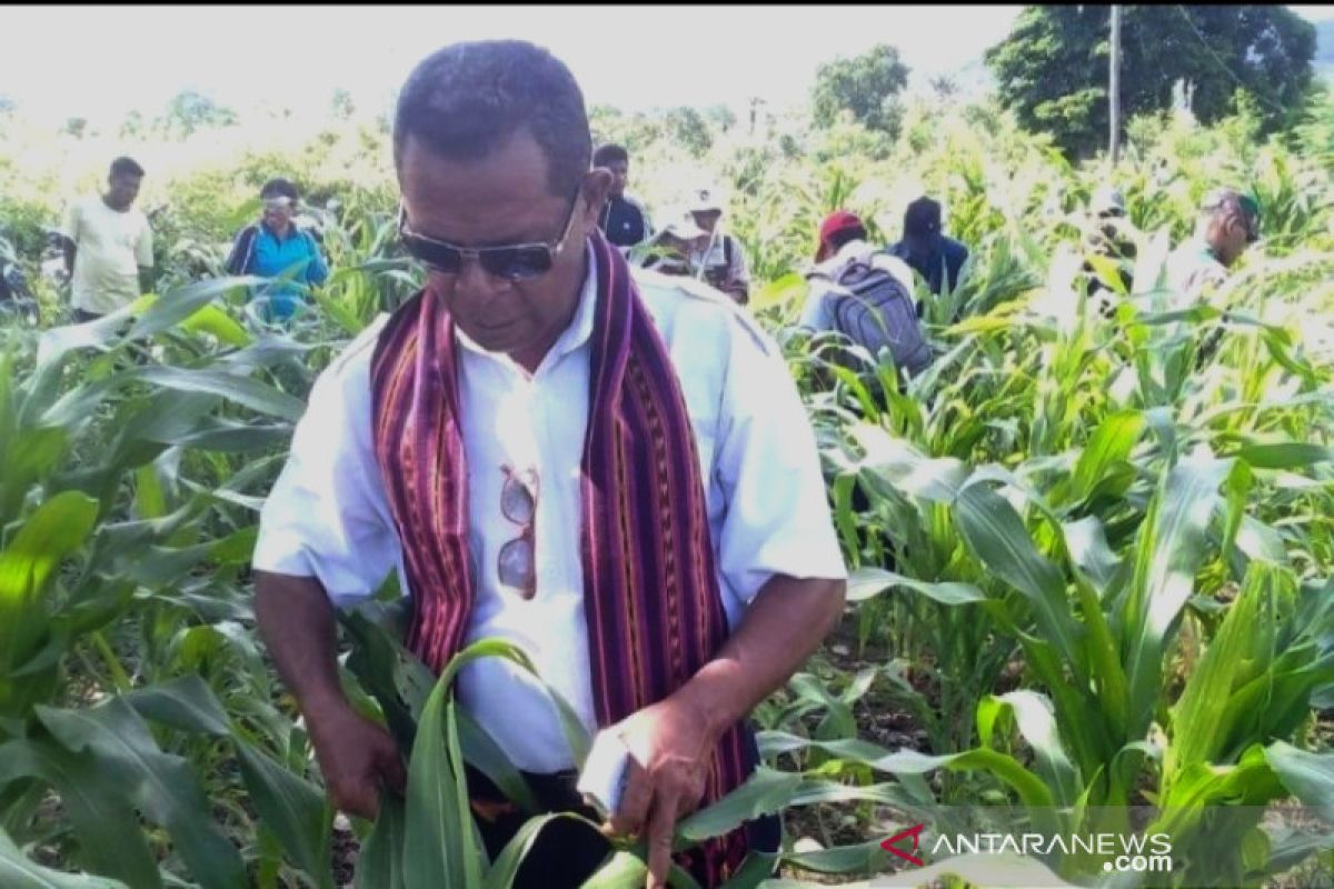 Hama tikus serang 8 hektare lahan jagung di Flores Timur