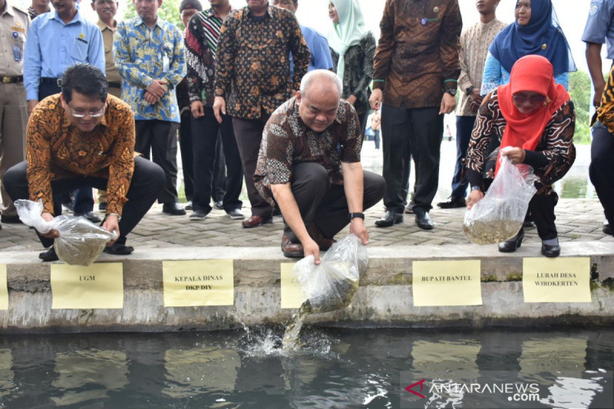 Desa Wirokerten peroleh hibah pengembangan kawasan budi daya perikanan dari Gubernur DIY