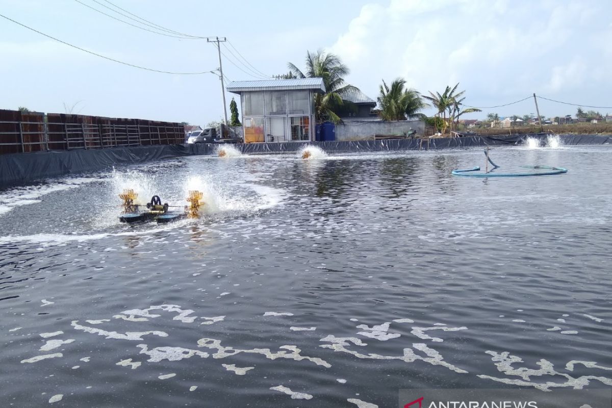 Petani tambak ikan bandeng di Pangkep panen dini antisipasi banjir