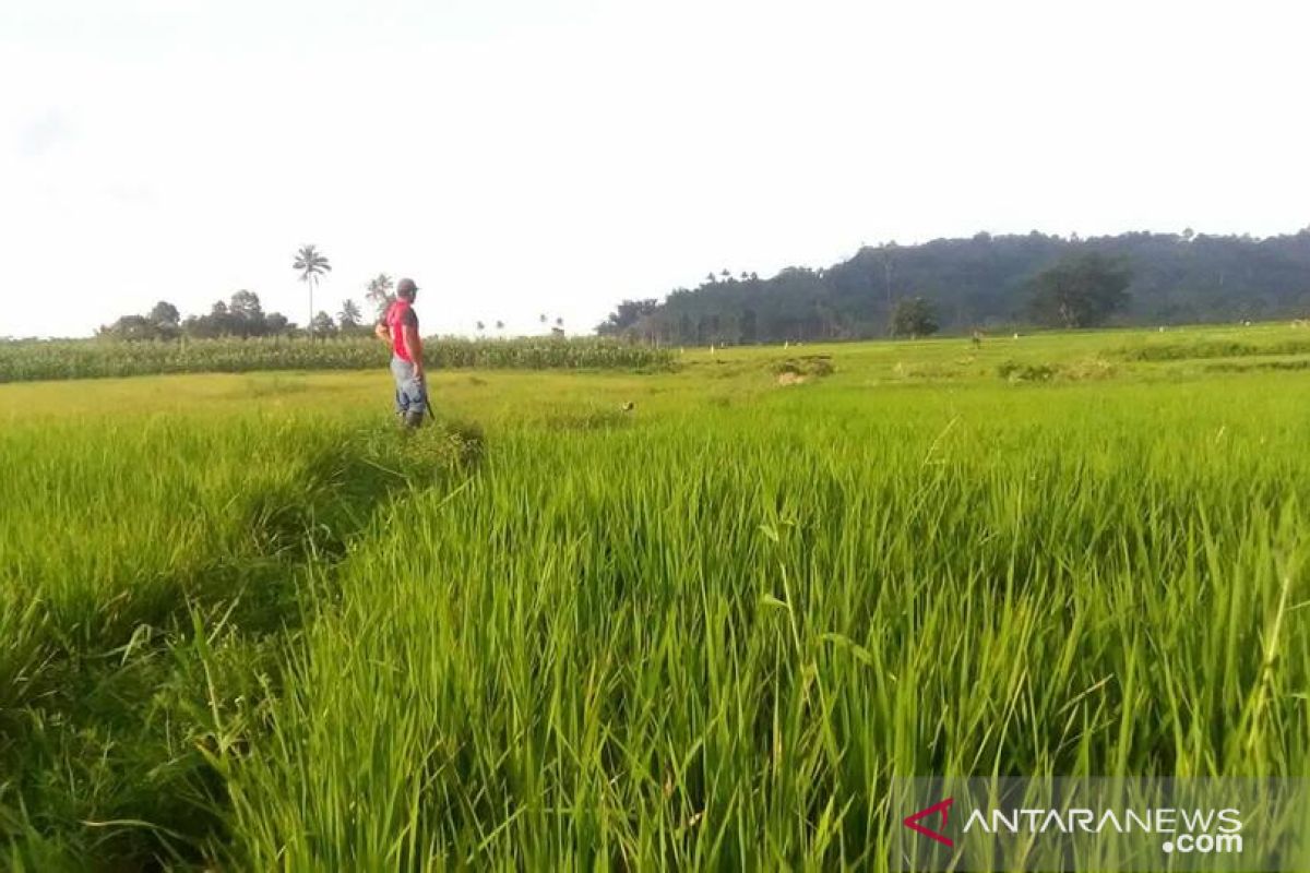 Pemerintah dorong kualitas dan produksi pertanian