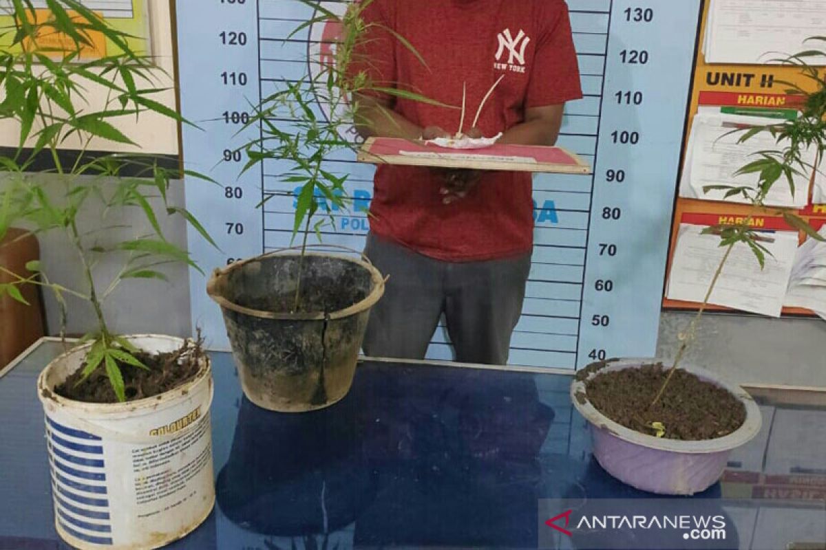 Tanam ganja di rumah, pria Aceh Utara ditangkap