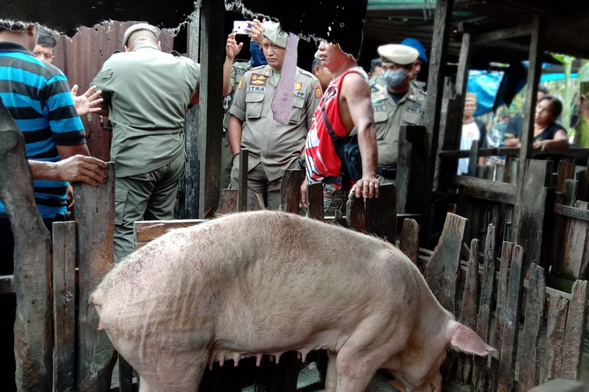 Satpol PP beri batasan waktu relokasi peternakan babi di Panaikang Makassar