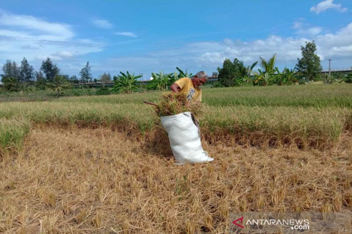 Akibat puso, petani jual batang padi ke peternak di Aceh Besar