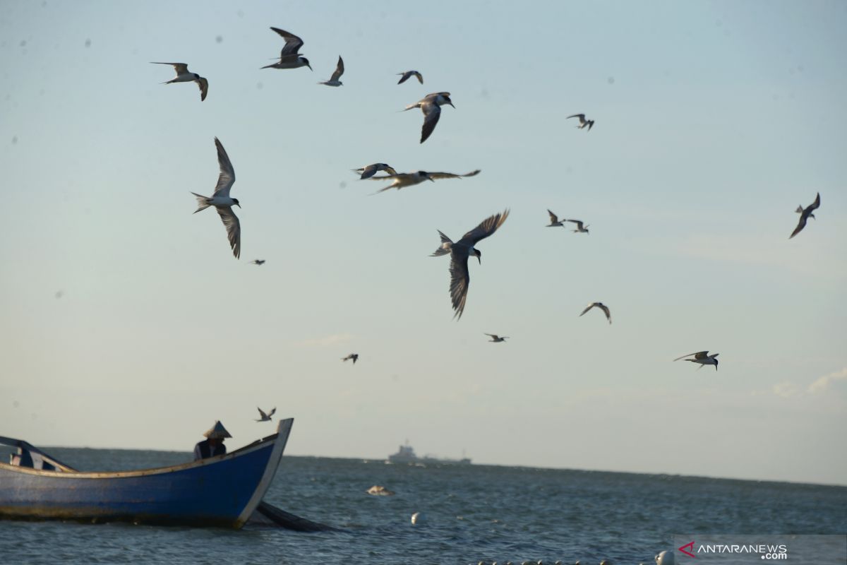 Jumlah spesies burung di Indonesia bertambah