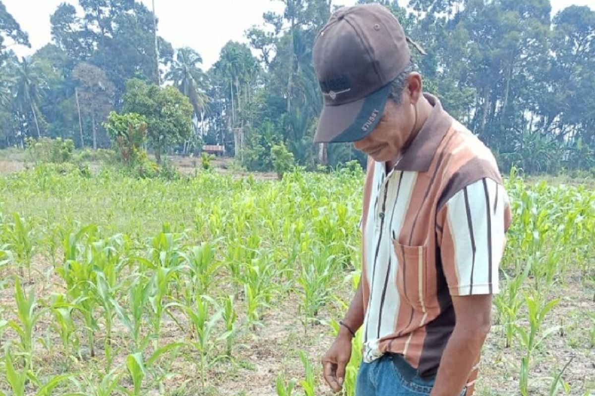 Dinas Pertanian: Mayoritas petani enggan tanam jagung bantuan