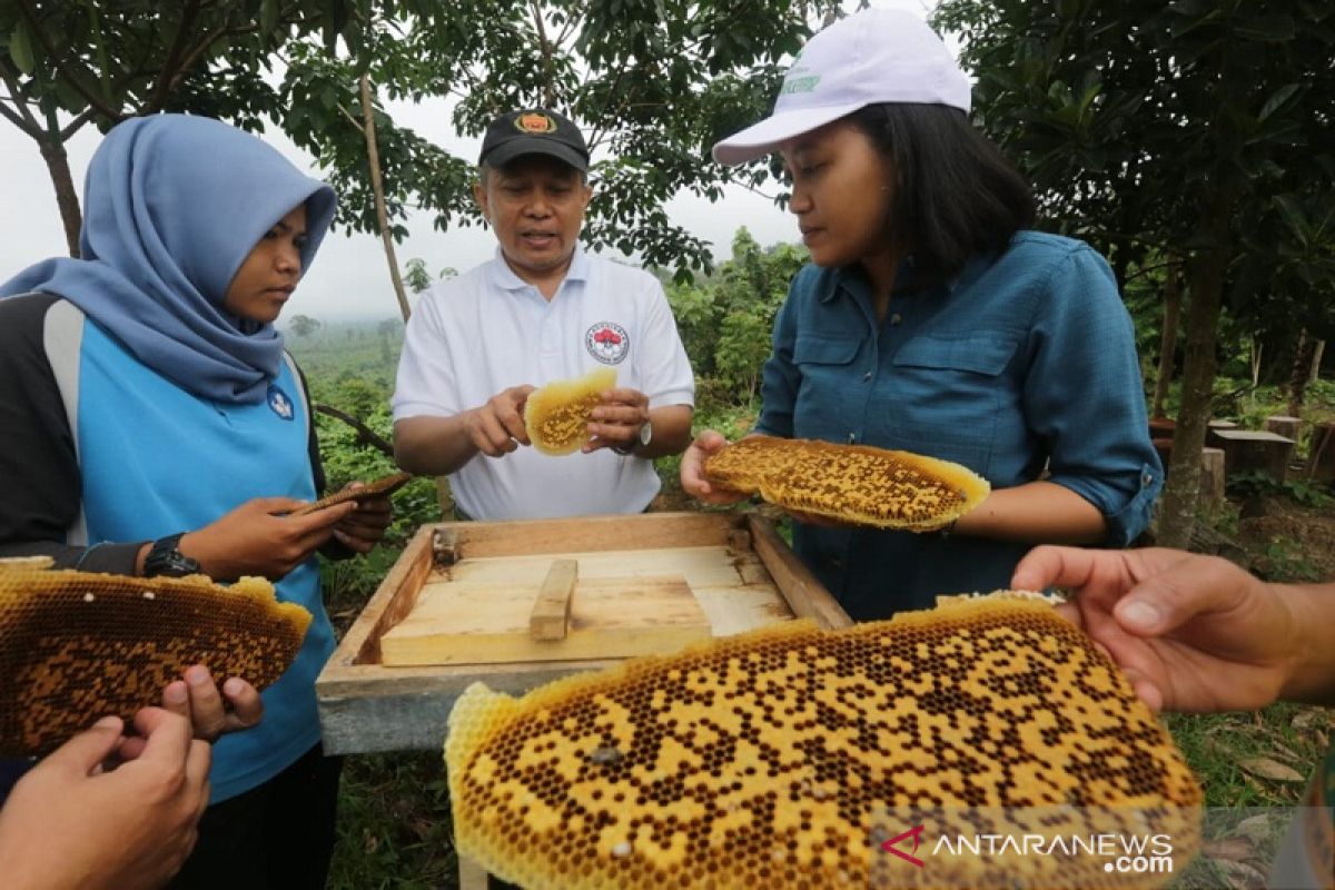 Warga sekitar Taman Nasional Bukti Tigapuluh dilatih budidaya lebah