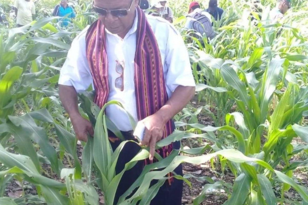 Pemkab Flores Timur butuh tambahan tenaga penyuluh pertanian