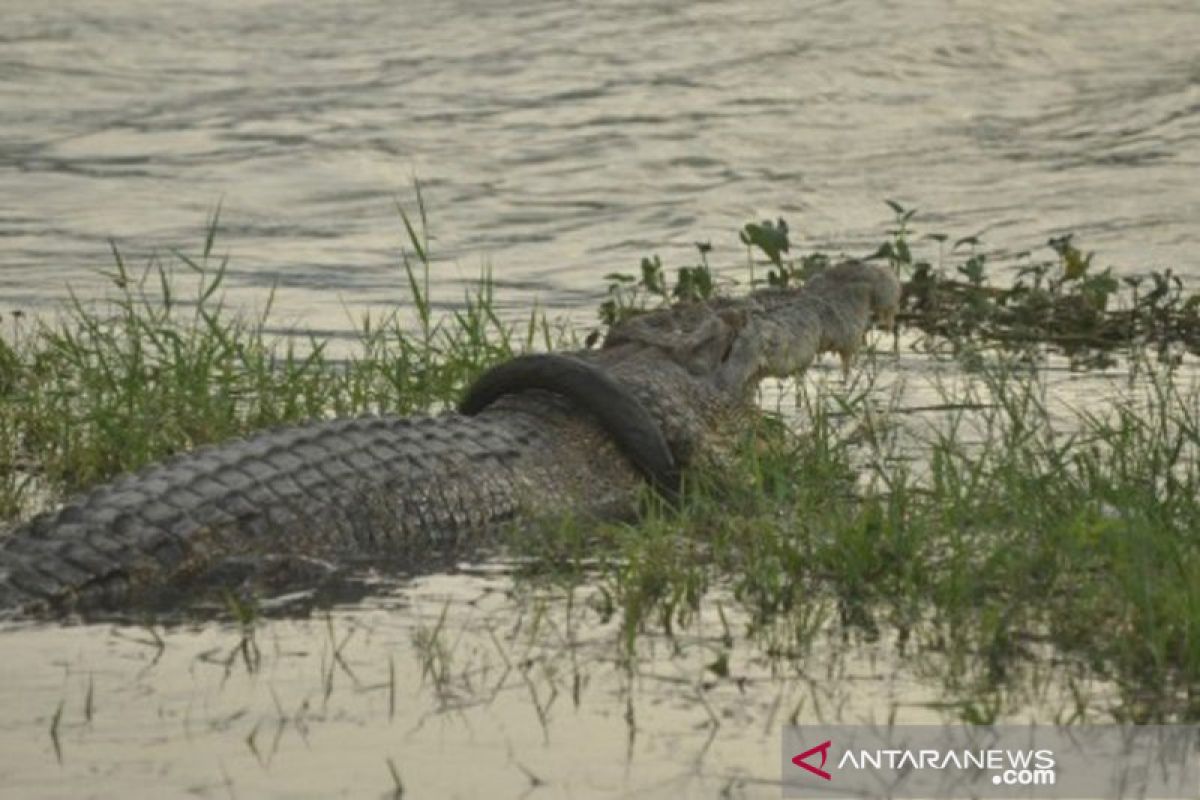 Aksi kejar-kejaran ahli buaya dengan buaya ban hingga dinihari