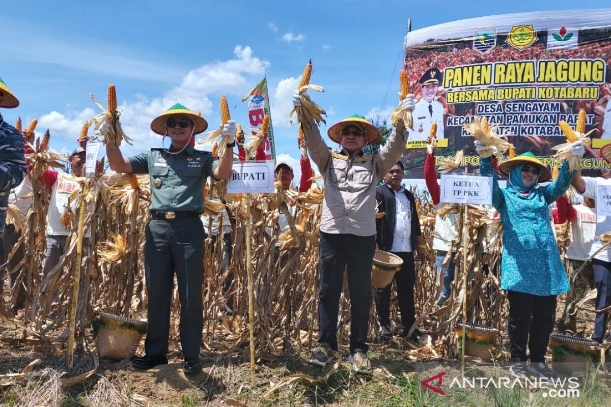 Kotabaru planting corn without tillage, produces 12 tons harvest