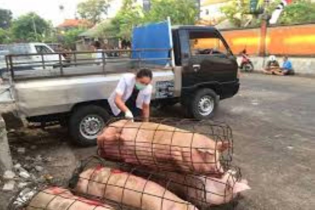 Jelang Galungan,  Pemkot Denpasar periksa kesehatan hewan