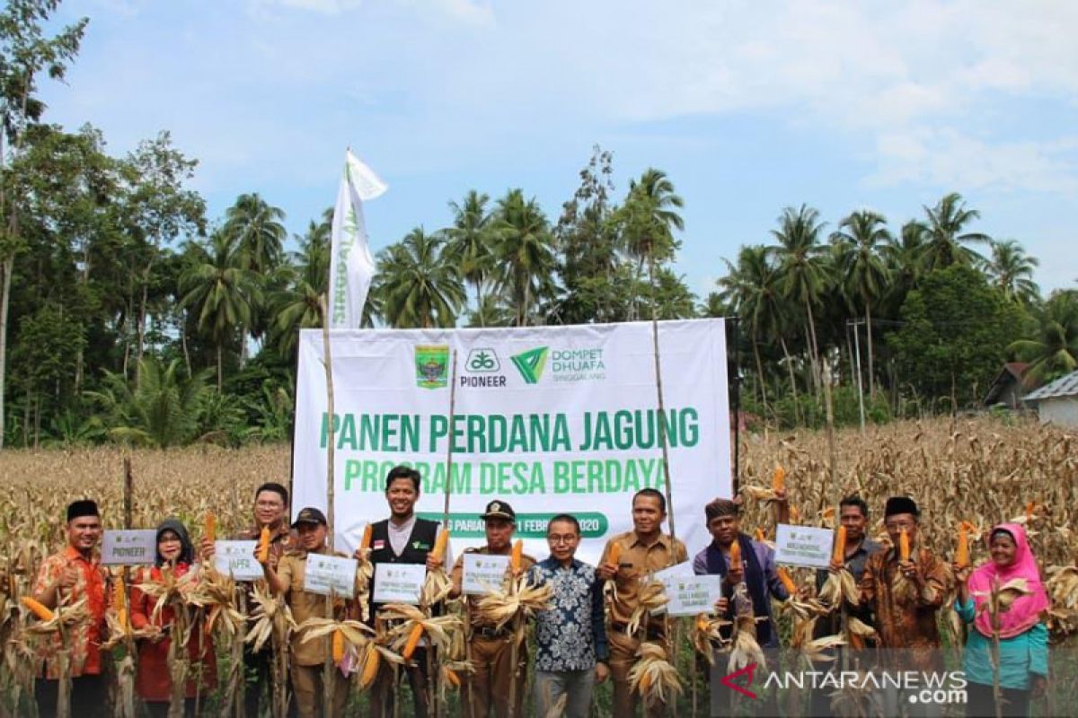 Panen pertama kebun jagung, DDS tingkatkan perekonomian duafa