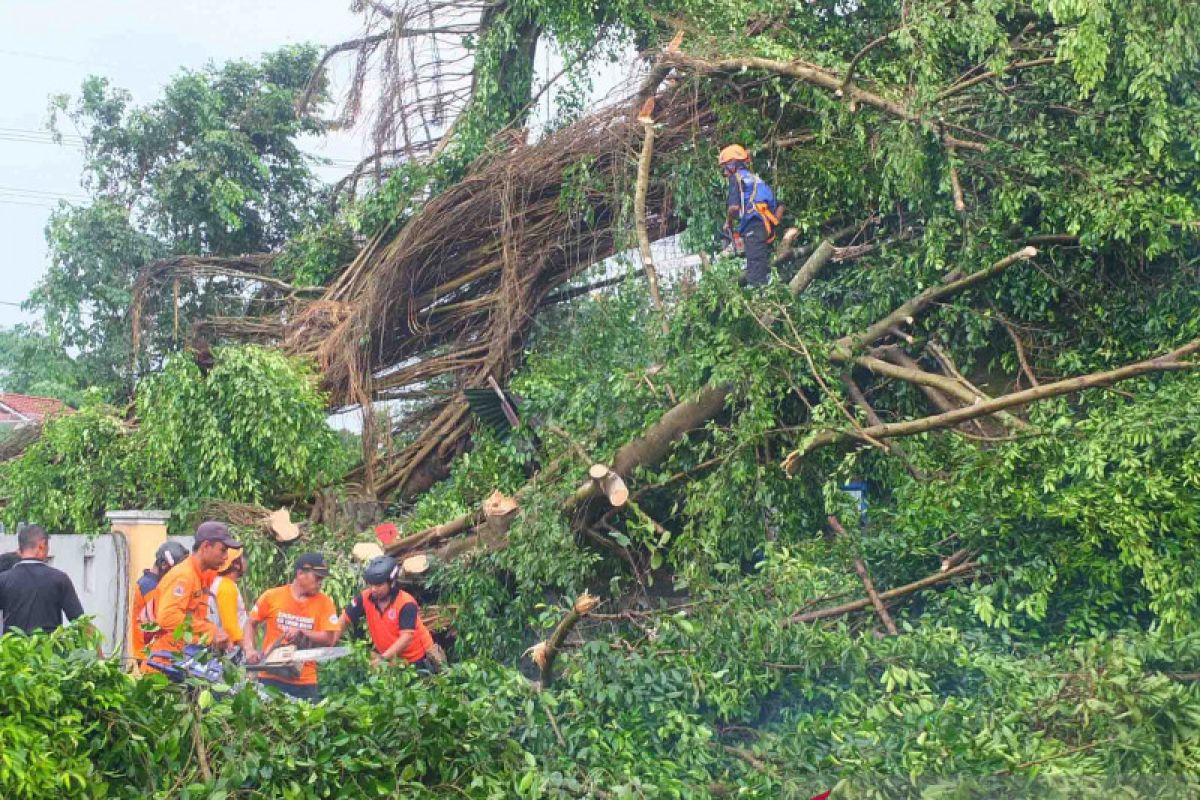 Angin kencang masih melanda di sejumlah kecamatan di Jember