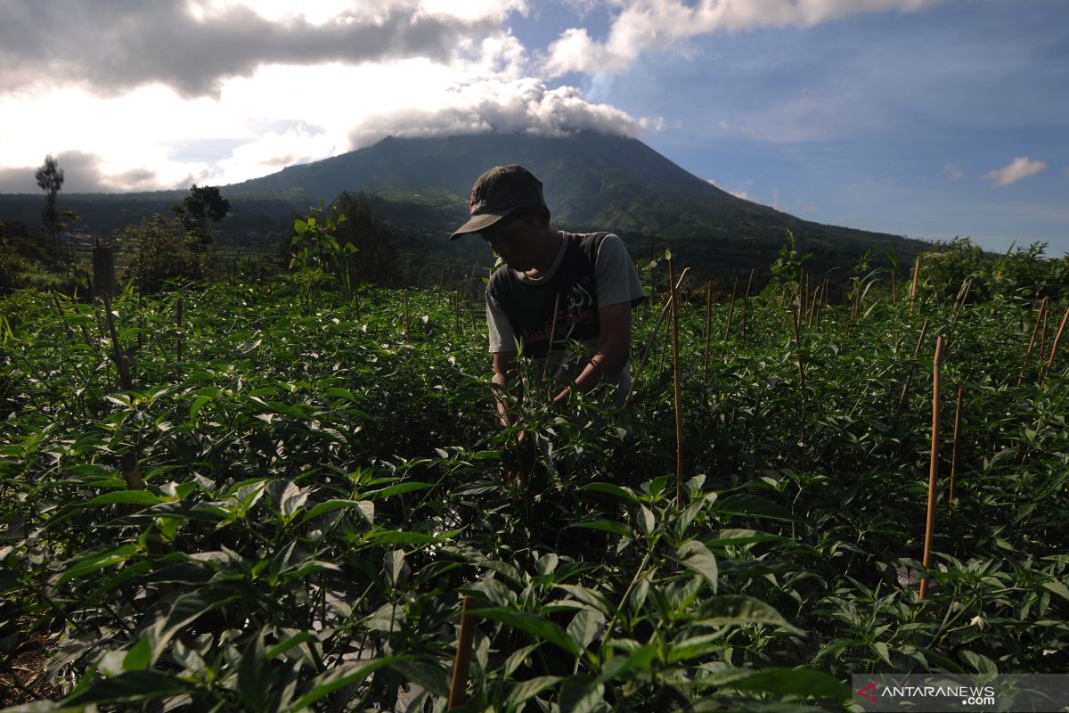 Warga Selo tetap bertani usai erupsi Gunung Merapi