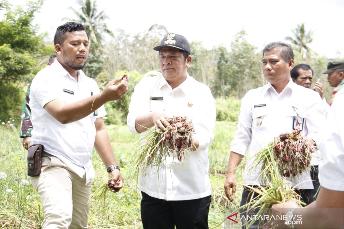 Padangsidimpuan kembangkan pertanian di Angkola Julu